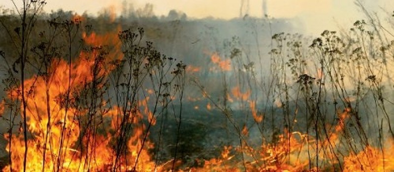 Bytomscy strażacy apelują: nie wypalaj traw!
