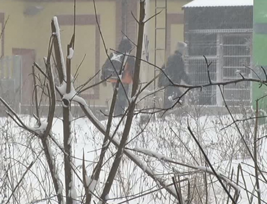 WIDZOWIE INTERWENIUJĄ