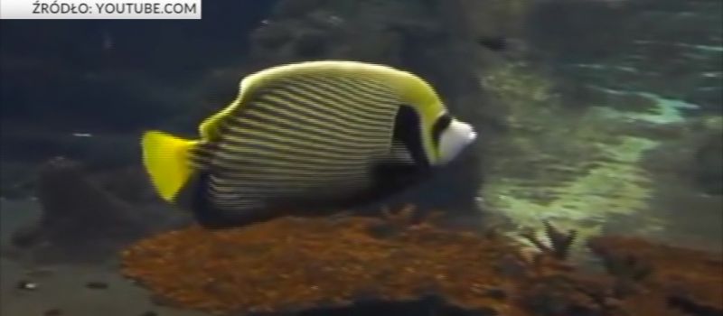Oceanarium w Rudzie Śląskiej