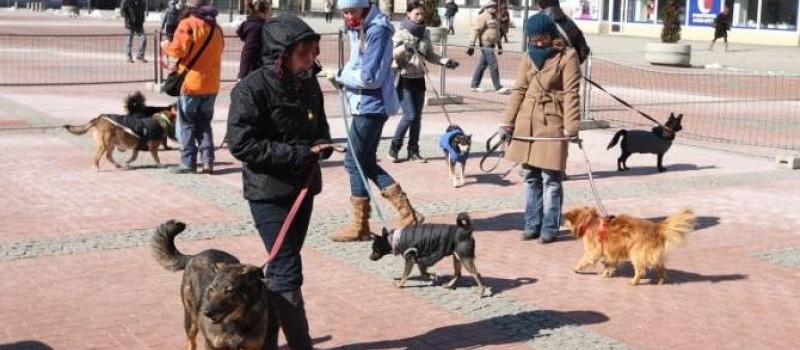 NOWY DOM DLA PODOPIECZNYCH SCHRONISKA