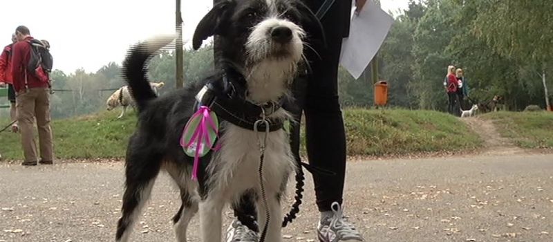 Dogtrekking w Rudzie Śląskiej