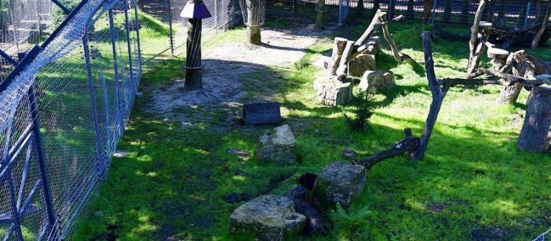 Nowa przestrzeń dla rysi i rosomaków w ZOO