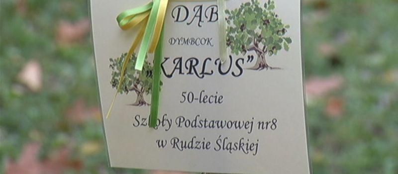 Dąb &quot;Karlus&quot; na 50-lecie szkoły