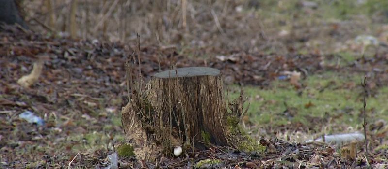 Dziś spotkanie w sprawie wycinki! Ty też możesz tam być