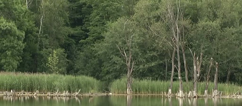 MANDAT ZAUFANIA - LEKARSTWO NA SKRAJNĄ GŁUPOTĘ?
