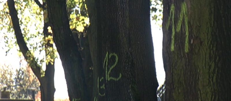 Platany - wycinka cennych okazów?